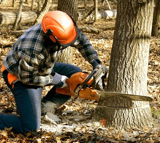 Tree Removal in Beckville, TX